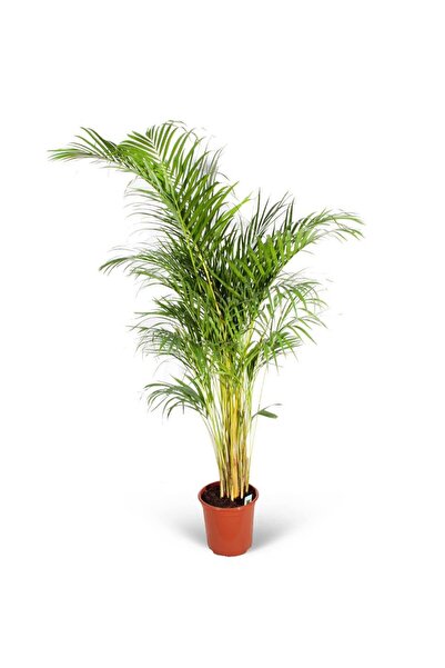 Salon Palmiyesi - Dypsis Lutescens 125
