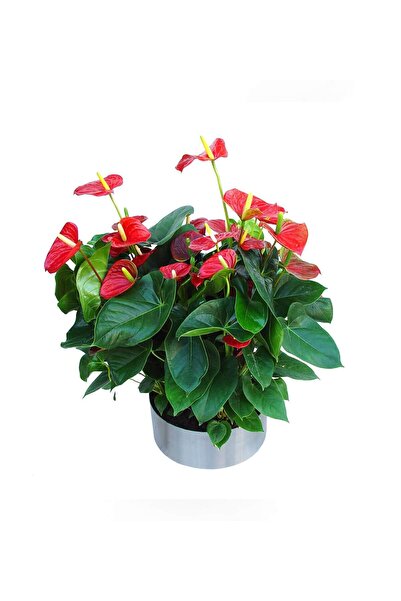 Antoryum - Anthurium 5li Tasarım