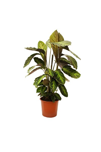 Nemabahçe Dua Çiçeği - Calathea Louisae