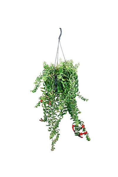 Nemabahçe Ruj Çiçeği - Aeschynanthus Twister