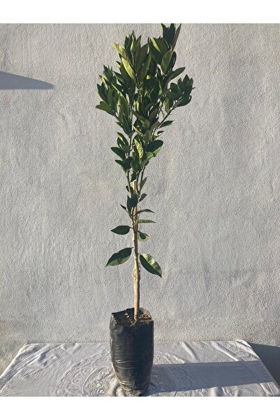 Tüplü 2 Yaş Cara Cara Portakal Fidanı (İçi Dışı Kanlı) 100-120cm