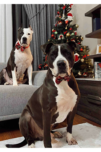 Patipatron Red New Year's Dog Collar with Bow Tie New Year Special Series (BIG IRK)