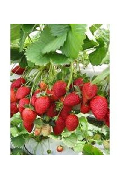 Köy Tohumları 100 Adet Tohum Nadir Antalya Organik Çilek Tohumu Tatlı İri Çil...