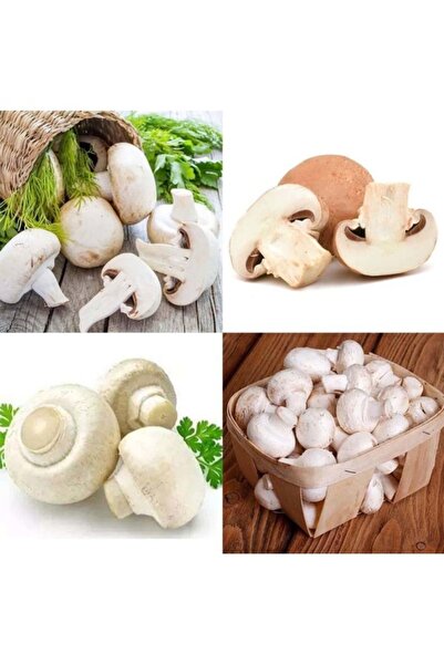 Köy Tohumları 50 Adet Tohum Nadir Beyaz Kültür Mantarı Tohumu Organik Doğal M...