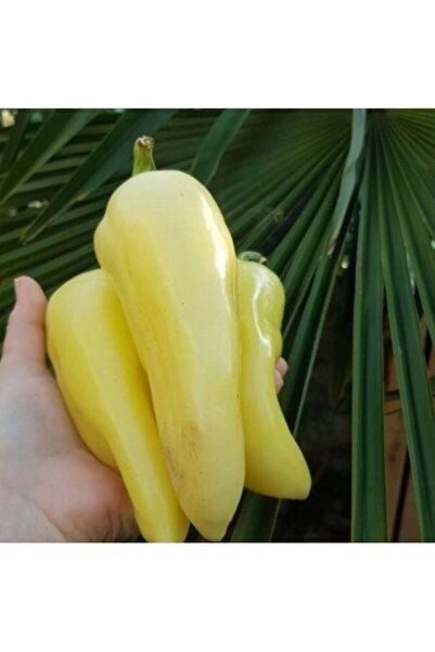 Köy Tohumları 100 Adet Tohum Nadir Beyaz Kapya Biber Tohumu Yeni Hasat Biber ...