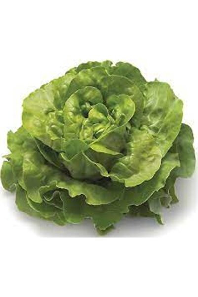 Köy Tohumları 250 Adet Tohum Organik Nadir Yağlı Kıvırcık Marul Tohumu Hediye...