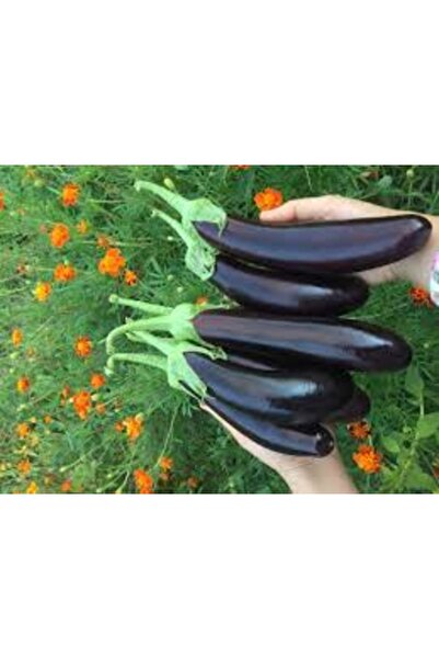 Köy Tohumları 150 Adet Tohum Organik Antalya Kemer Mor Patlıcan Tohumu Hediye...