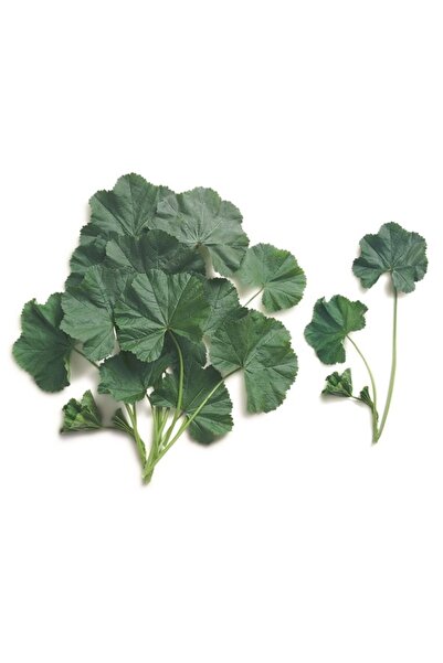 Köy Tohumları 5 Adet Tohum Nadir Ebe Gömeci Tohumu Organik Doğal Tohum Ebe Gö...