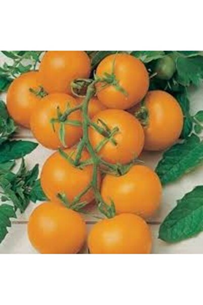 Köy Tohumları 50 Adet Tohum Nadir Sarı Erik Domates Tohumu Yeni Sezon Domates...
