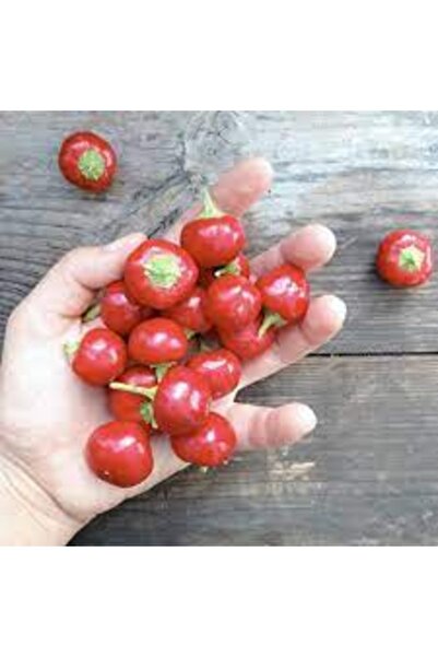 Köy Tohumları 50 Adet Tohum Nadir Kırmızı Turşuluk Acı Kiraz Biberi Tohum Sak...