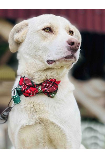 Patipatron Red New Year's Dog Collar with Bow Tie New Year Special Series (BIG IRK)