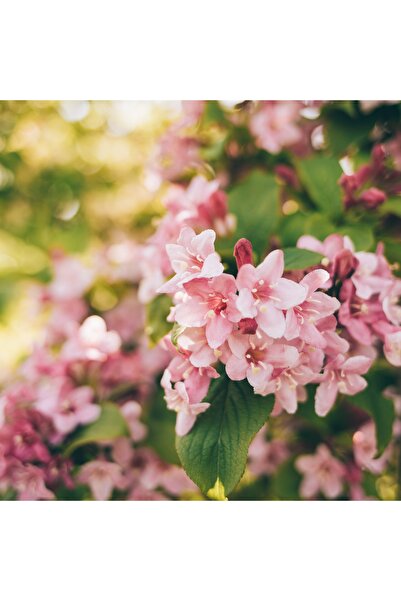 doğaşık Gelin Tacı Çiçeği fidanı[Vangelya]50 cm