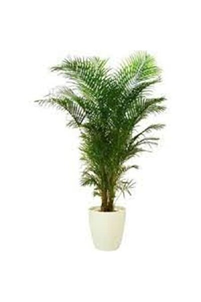 Köy Tohumları 5 Adet Nadir Organik Saksılık Salon Palmiyesi Tohumu Yeni Hasat...