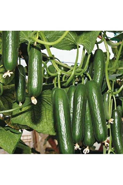 Köy Tohumları 100 Adet Tohum Nadir İtalyan Sırık Uzun Salatalık Tohumu Yeni H...