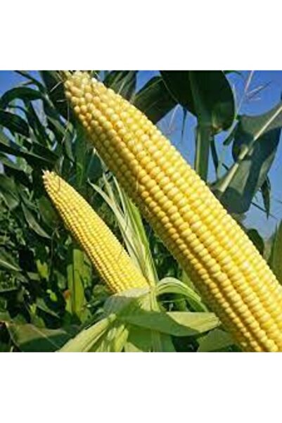 Köy Tohumları 100 Adet Tohum Organik Malatya İri Taneli Mısır Tohumu Organik ...