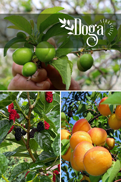 DOĞA FİDANCILIK 3 lü Karışık Meyve Fidanı Can Erik , Kara Dut ve Kayısı