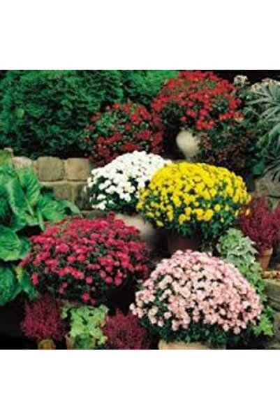 Köy Tohumları 50 Adet Tohum Nadir Karışık Alisso Çiçeği Tohumu Kabir Mezarlık...