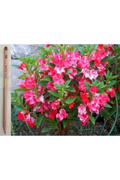 Köy Tohumları 50 Adet Tohum Nadir Karışık Gelin Kına Çiçeği Tohumu Mezarlık K...