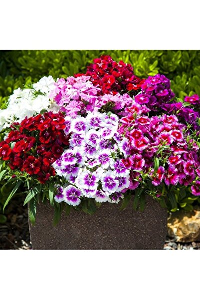 Köy Tohumları 50 Adet Tohum Katmerli Çin Karanfili Mezarlık Kabir Çiçeği Tohu...