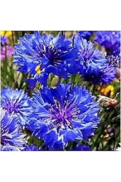 Köy Tohumları 20 Adet Tohum Mavi Peygamber Çiçeği Tohumu Mezarlık Kabristan Ç...