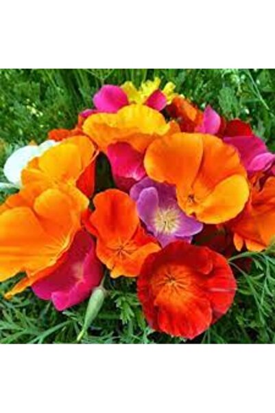 Köy Tohumları 100 Adet Tohum Karışık Susam Çiçeği Tohumu Mezar Kabir Çiçeği T...