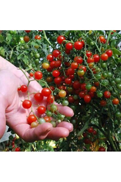 Köy Tohumları 20 Adet Tohum Organik Hobi Balkon Bezelye Minik Domates Tohumudur