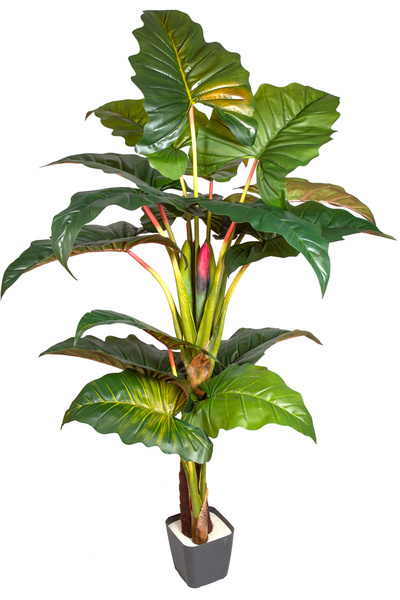 Herdekora Yapay Alocasia - Fil Kulağı Ağacı 16 Yaprak 230 Cm.