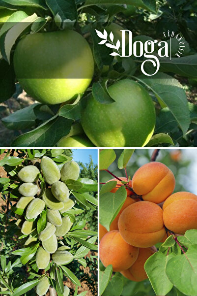 DOĞA FİDANCILIK 3 Lü Karışık Meyve Fidanı Yeşil Elma , Badem Ve Kayısı