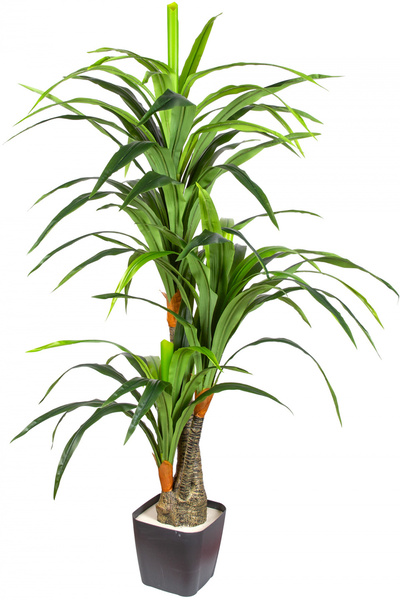 Herdekora Yapay Dracaena Gerçek Dokulu 3 Dallı 160 Cm.