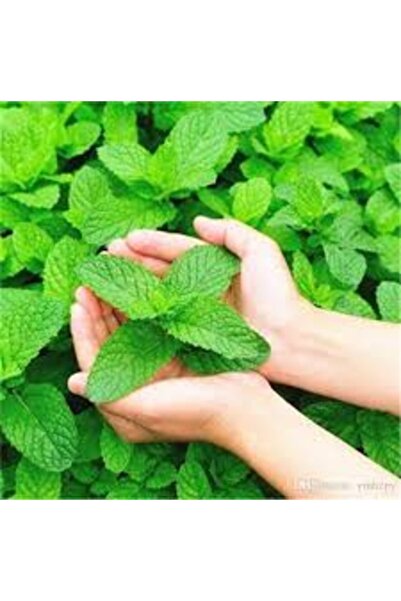 Köy Tohumları 100 Adet Tohum Organik Hobi Balkon Mis Kokulu Yeşil Nane Tohumu Nane