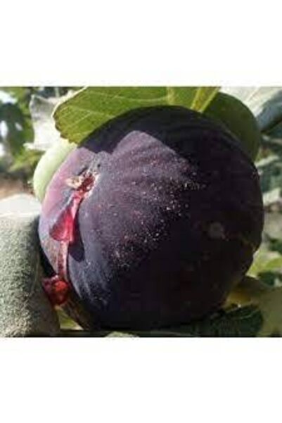 Genel Markalar Tüplü Bursa Siyahı Incir Fidanı