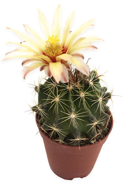 LEVANT Saksıda Echinofossulocactus Lloydii Kaktüs 5,5 cm