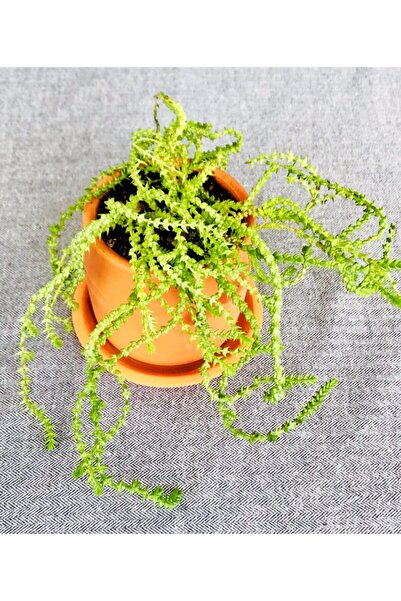 PLOT Toprak Saksıda Prenses Çamı / Crassula Muscosa / 9x9 Saksı