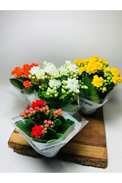 foliumbotanik Anneler Günü Için Hediyelik Kalanchoe 5.5 Cmlik Saksıda 4 Farkl...