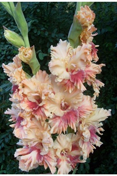 LOBELYA TOHUMCULUK 5 Adet Soft Gül Kurusu Renkli Kırçıllı Glayör Çiçeği Soğanı