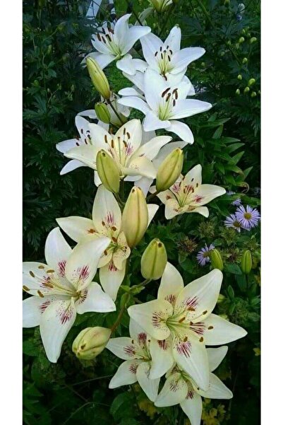 LOBELYA TOHUMCULUK Kokulu Zambak Çiçeği Soğanı 3 Adet