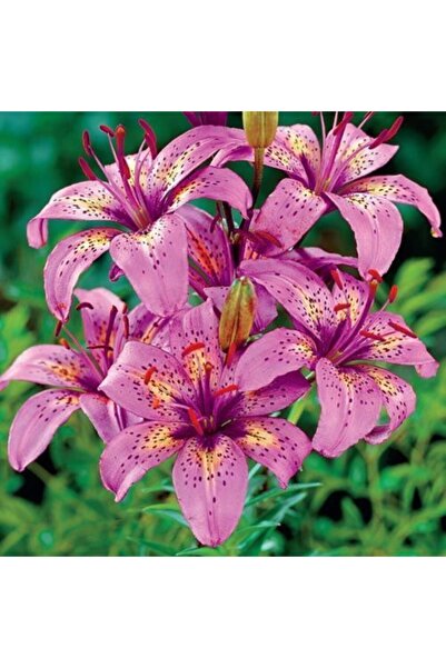 LOBELYA TOHUMCULUK Mor Benekli Zambak Çiçeği Soğanı Kokulu 3 Adet