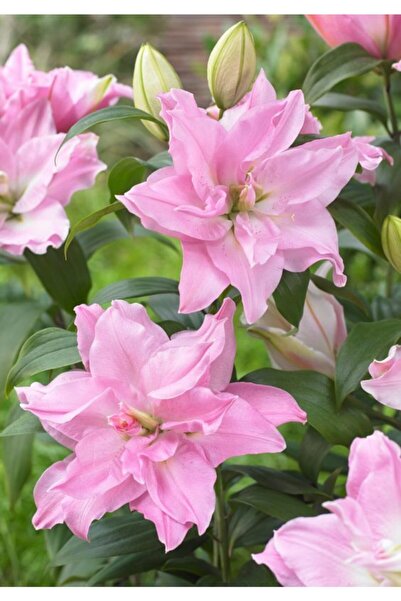 LOBELYA TOHUMCULUK 3 Adet Gül Kurusu Renkli Katmerli Zambak Çiçeği Soğanı Kokulu