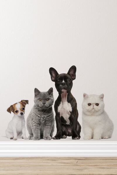 Canvartie Şirin Köpek Ve Kedi Dostlarım Duvar Sticker