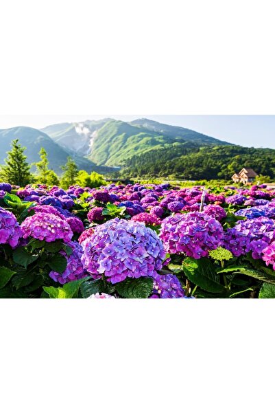 YAYLA TARIM Ortanca Çiçeği Fidanı ( Ithal Çift Renk ) Büyük Saksıda 15 Litre Üçretsiz Kargo 12 Ay Dikim...