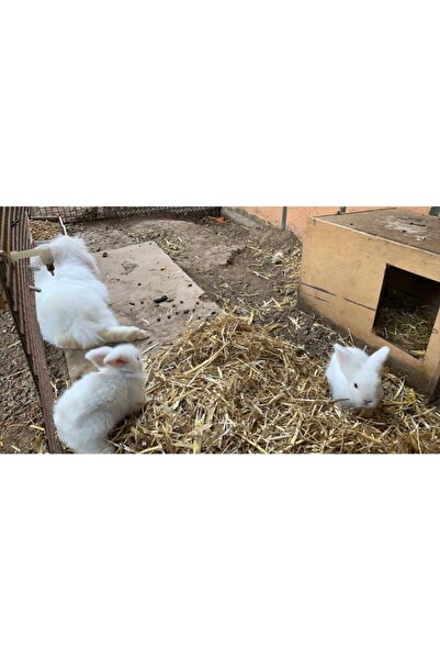 Doğal 2 Kg. Arpa Samanı - Kemirgen Otu - Folluk Otu - Yavrulama Altlığı
