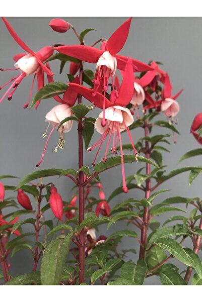 düşbahçem peyzaj Küpeli Çiçeği Pembe Beyaz