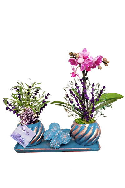 çiçekseli Mini Orkide ve Canlı Lavanta Kelebek Set Saksıda & Canlı Bitki Hedi...