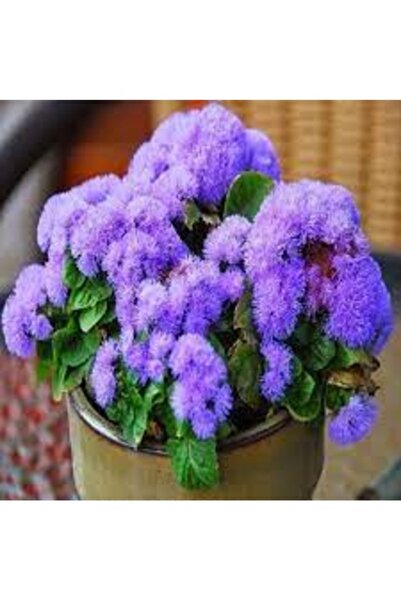 Köy Tohumları 50 Adet Tohum Organik Hobi Bahçe Mor Vapur Dumanı Balkon Çiçeği...