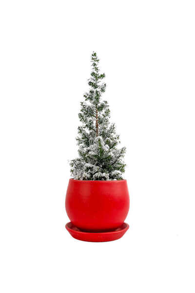 Fidanburada Hediyelik Yılbaşı - Mini Ellwoodii Çamı - Curvy Kırmızı Saksılı