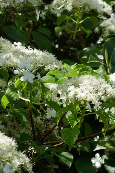 1001fidan Hydrangea Anomala Petiolaris Ortanca Fidesi