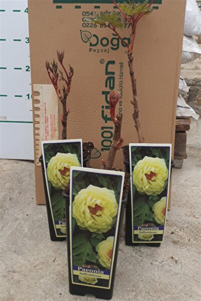Paeonia Suffruticosa Yellow Ağaç Şakayık Fidanı