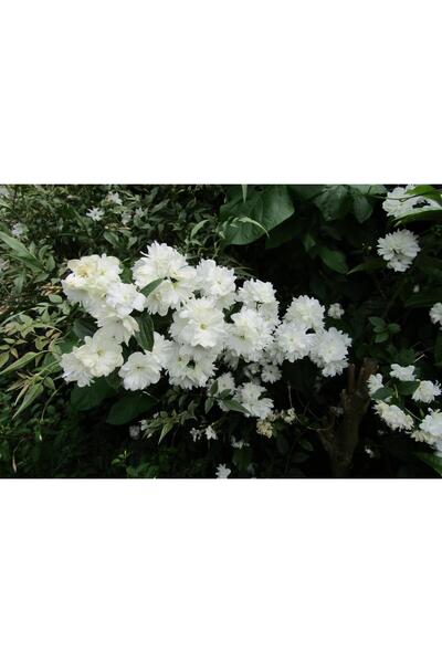 1001fidan Philadelphus Frosty Morn Filbahri Fidanı