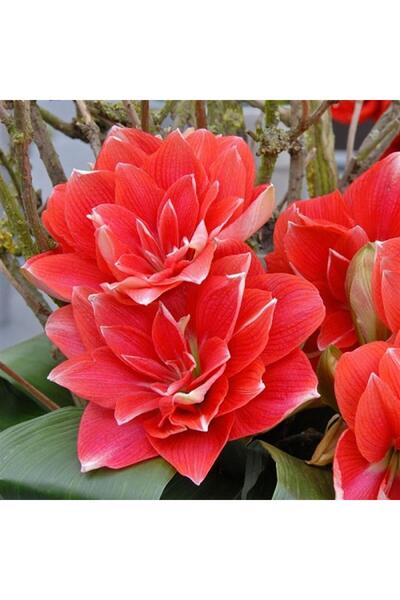 1001fidan Hippeastrum Amaryllis Soğanı (GÜZEL HATUN ÇİÇEĞİ SOĞANI) Double Dream