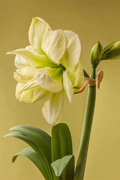 1001fidan Hippeastrum Amaryllis Soğanı (GÜZEL HATUN ÇİÇEĞİ SOĞANI) Marilyn